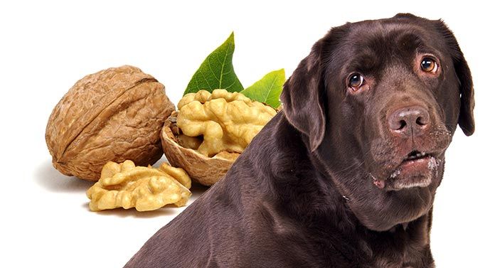 Are tree nuts shop bad for dogs