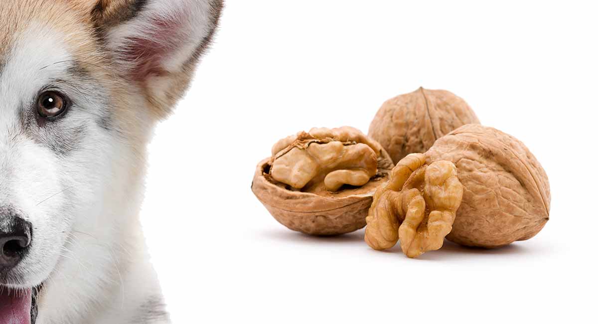 can dog eat walnuts