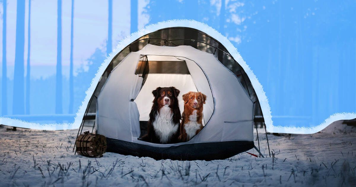 Winter camping with dogs