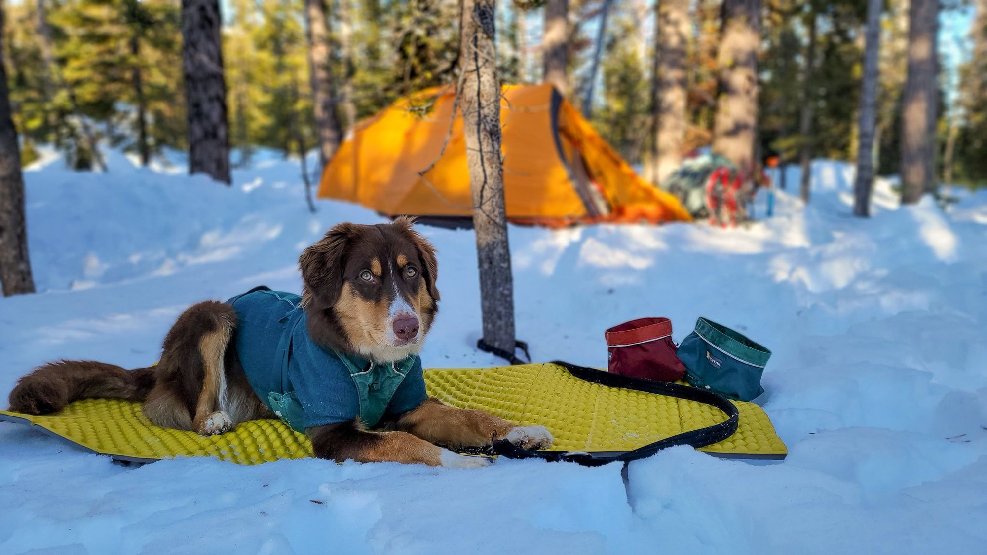 Winter camping and dog