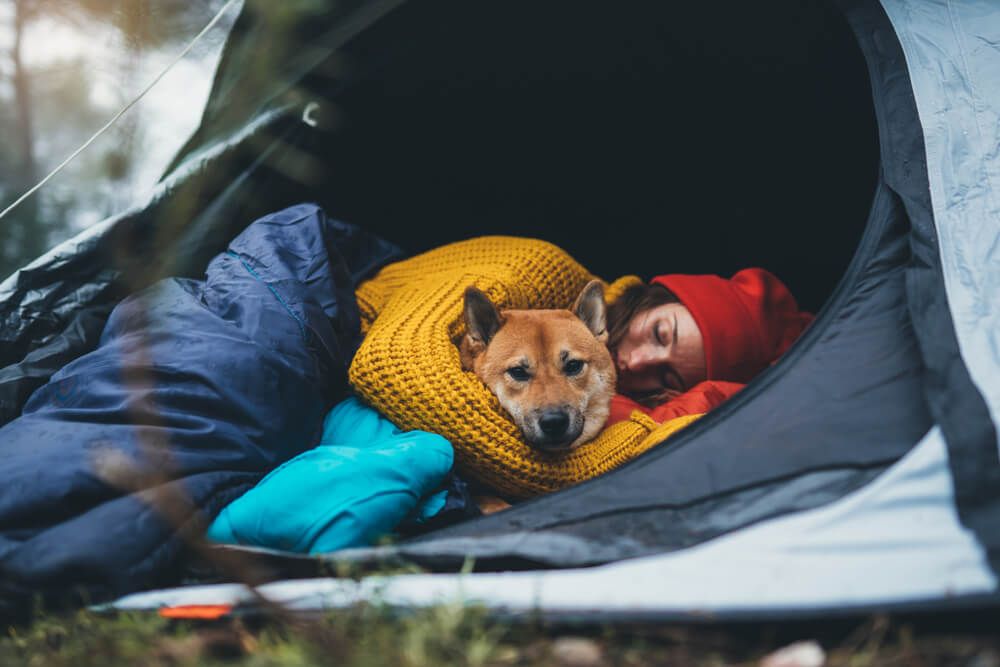 Winter camping with your furry friend