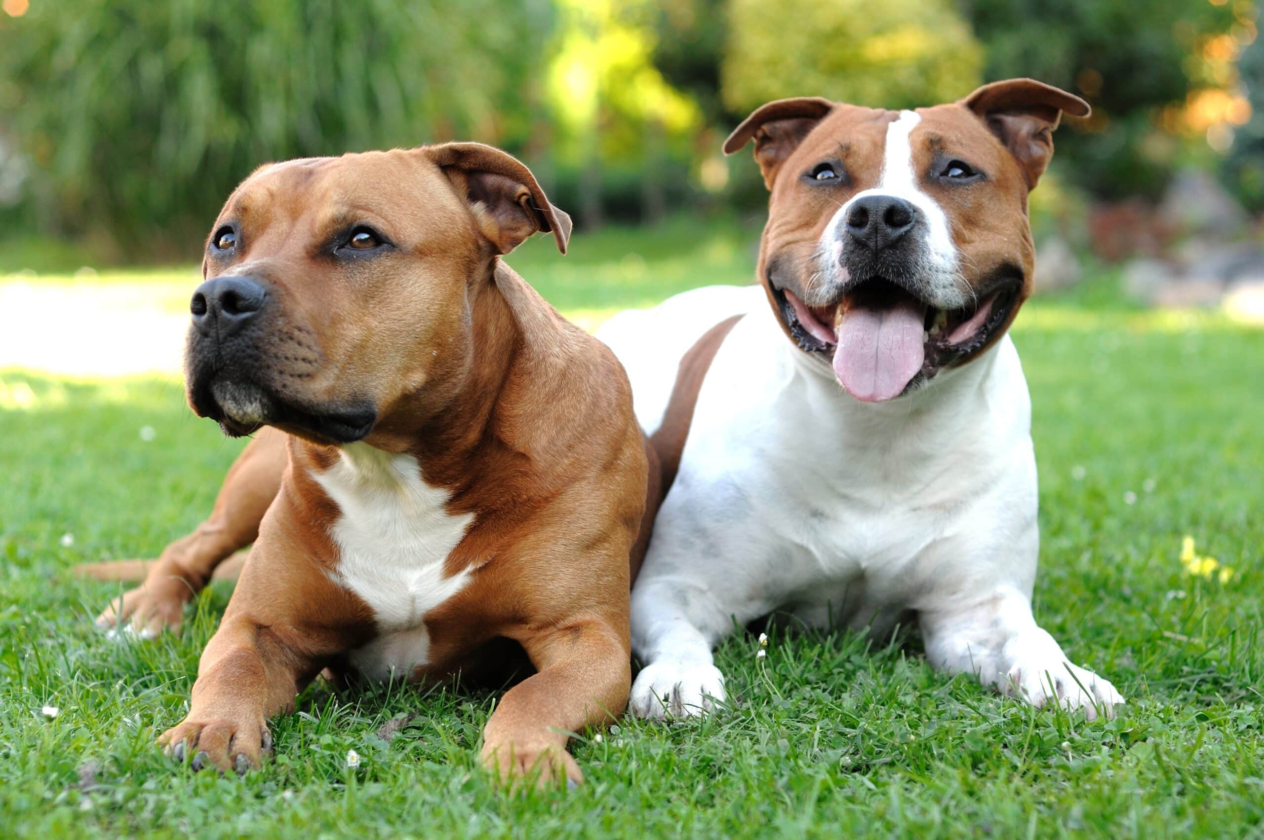American Staffordshire Terrie dogs