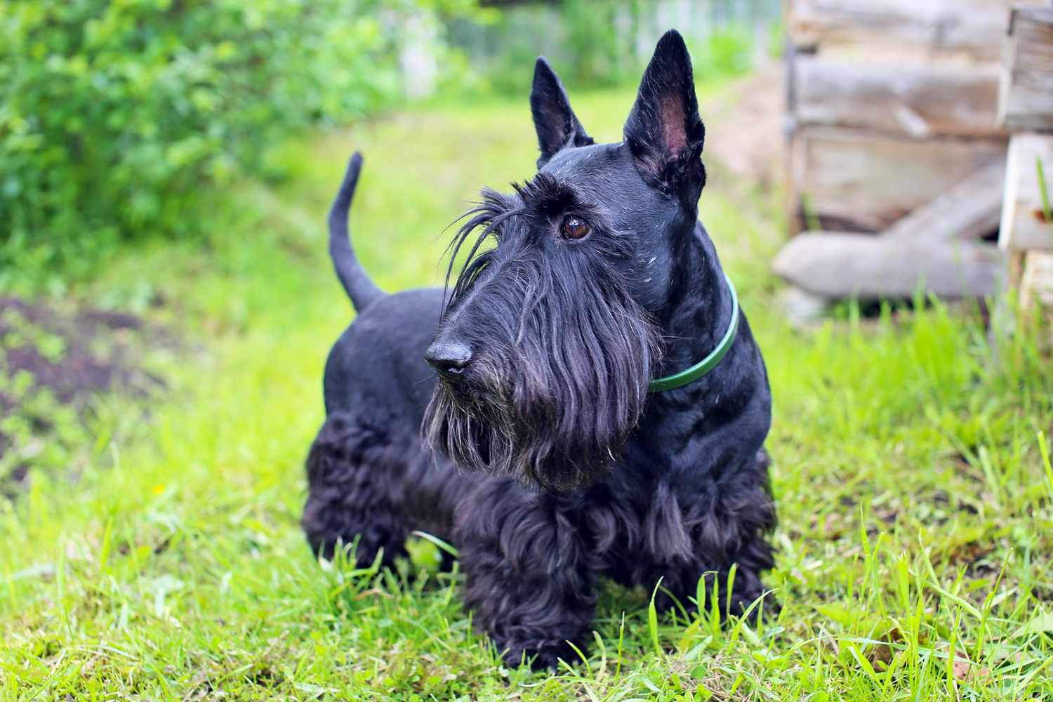 Scottish Terrier