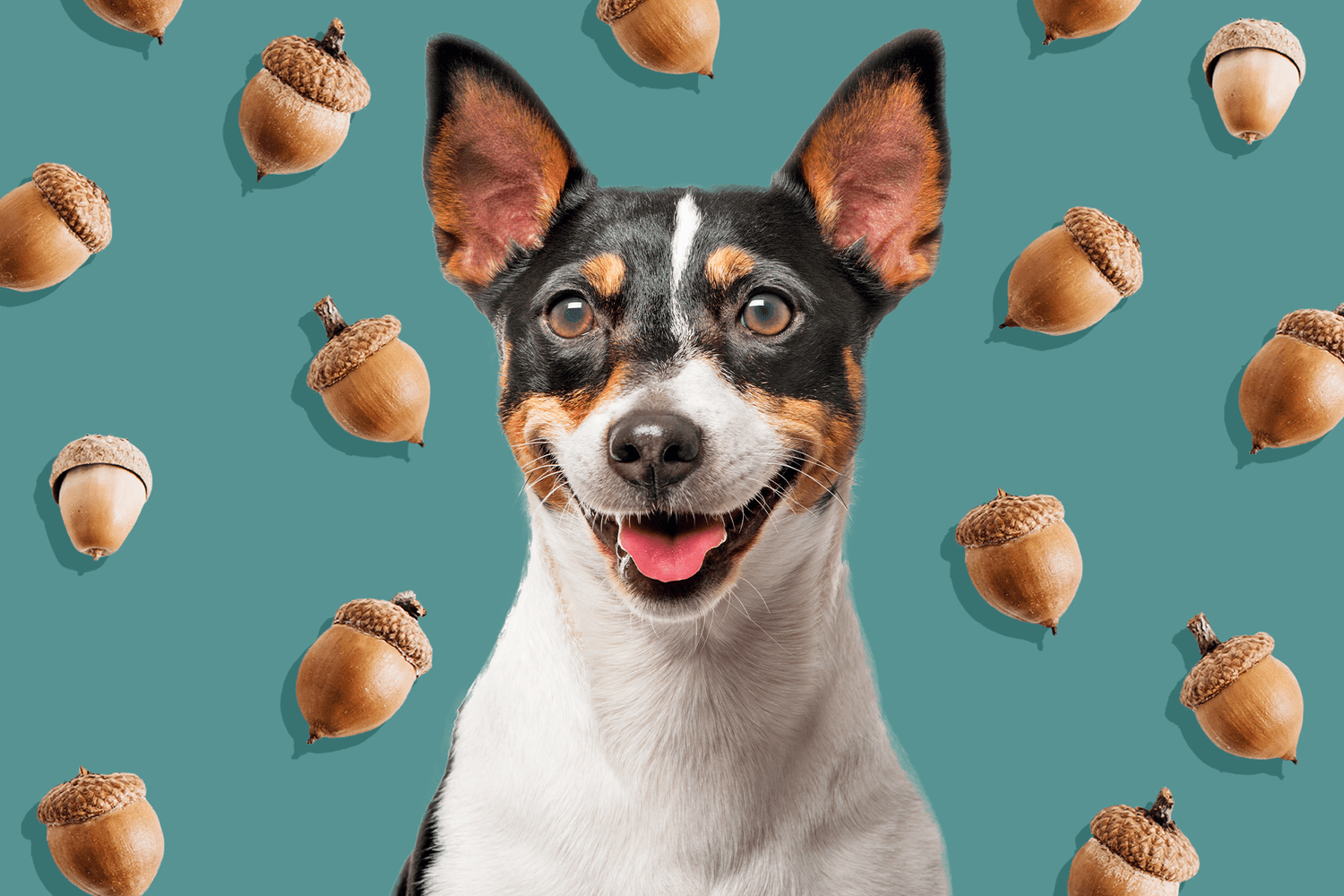  Acorns and Dogs
