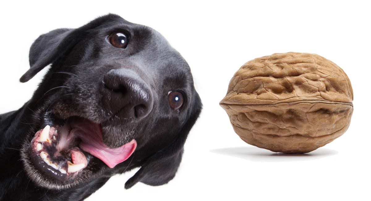 dogs and walnut