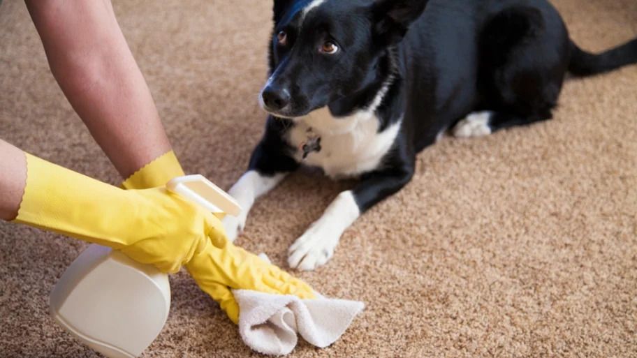 Enzyme Cleaner for Dog Urine