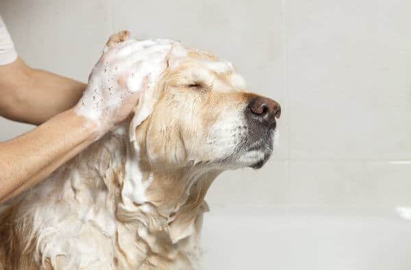 dog shampoo bath