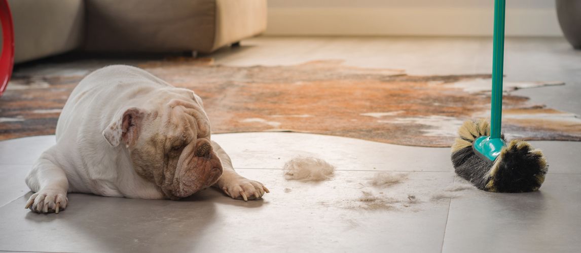 Enzyme Cleaner for Dog Urine