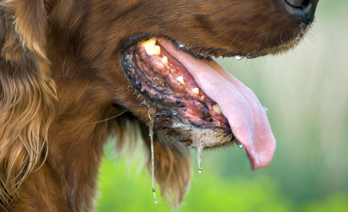 home remedies for dog drooling