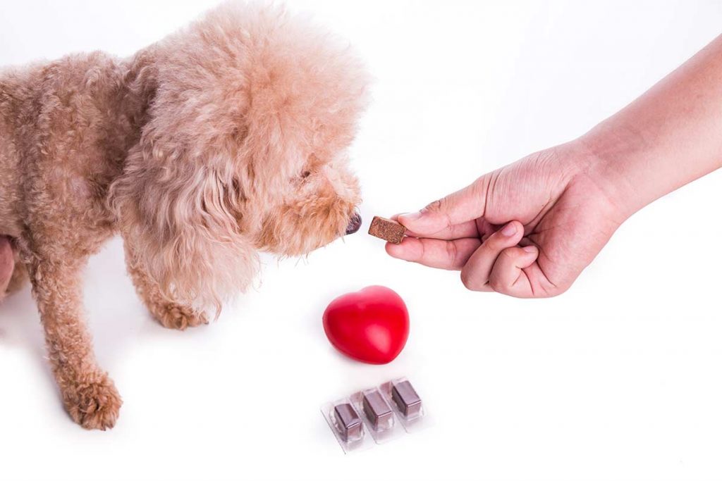 Dog's winter Heartworm Medicine