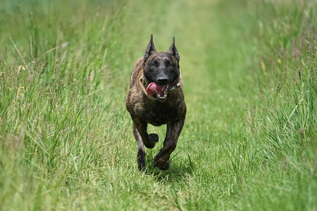DUTCH SHEPHERD: EVERYTHING YOU NEED TO KNOW