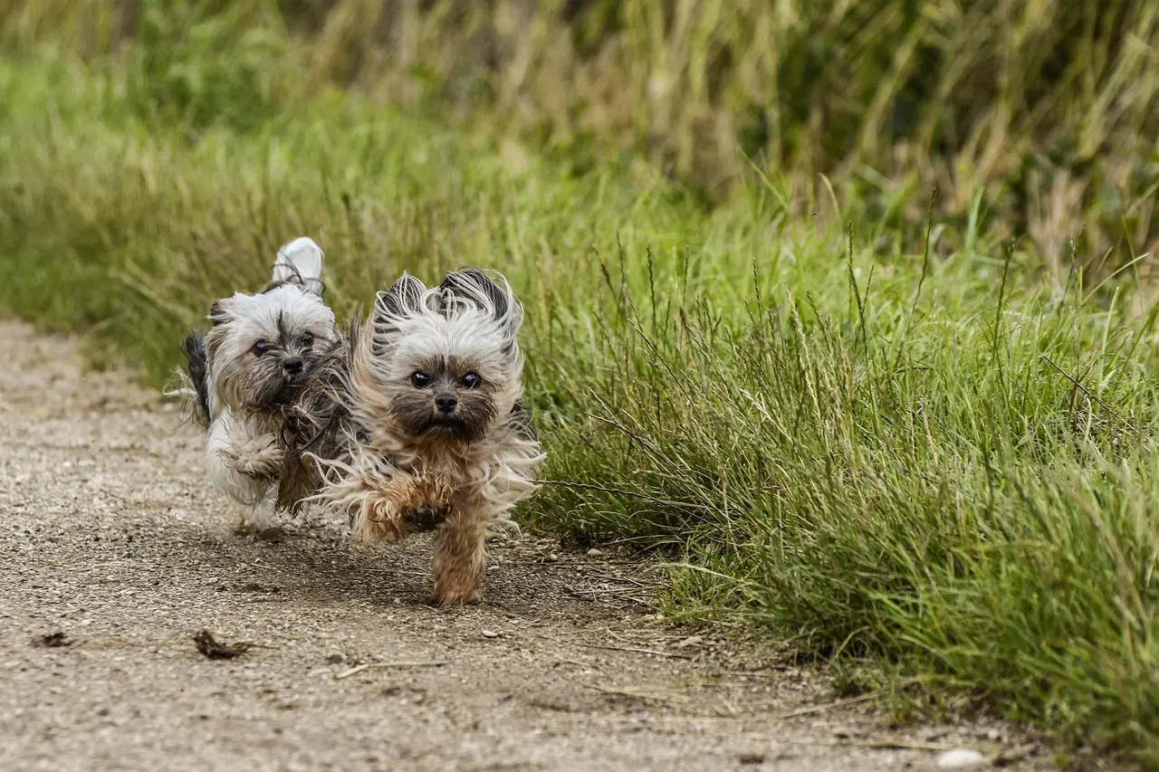  Small Terriers