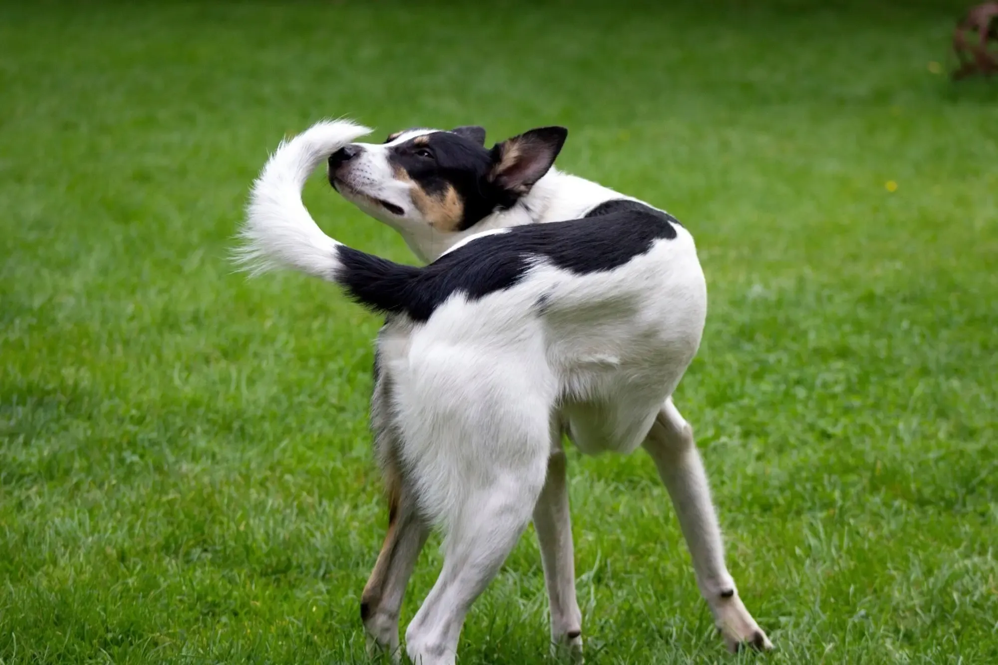 dog chasing its tail