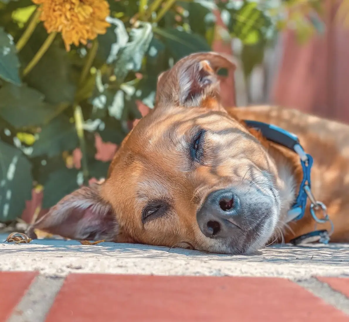 Sleep Tracking For Dogs