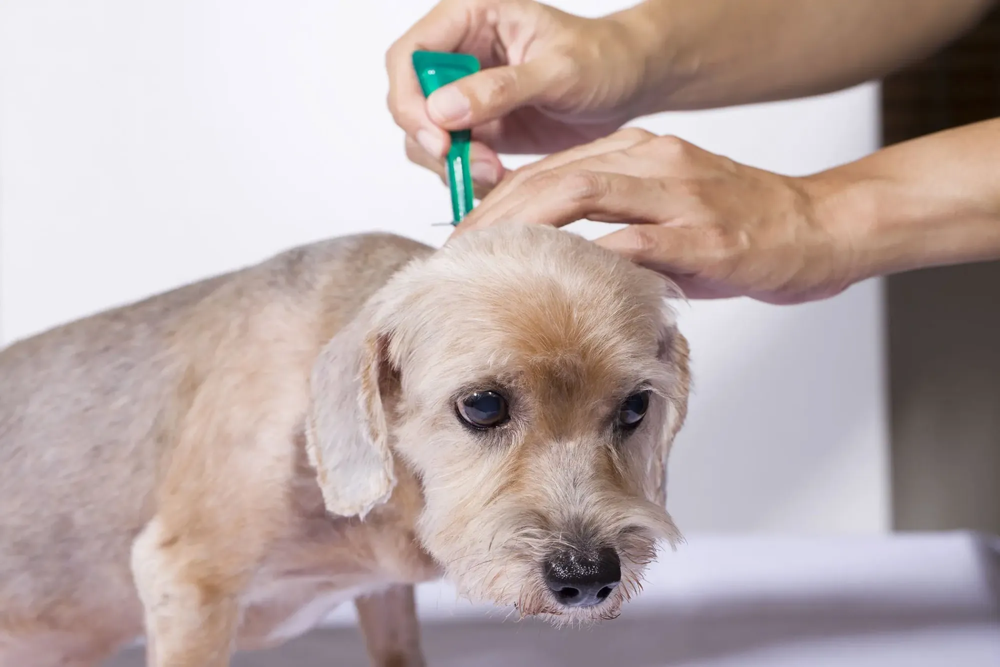 flea infestation in dogs: