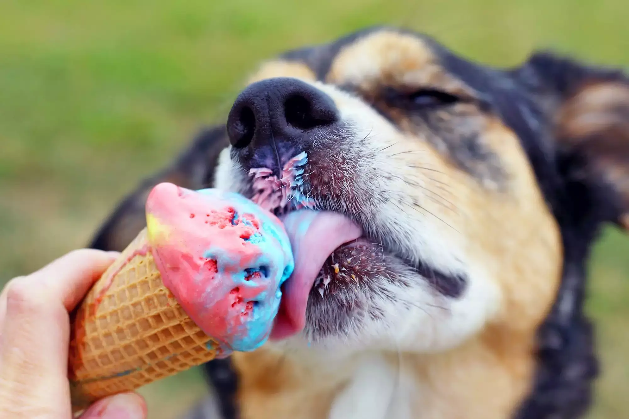 Can dogs detect sweetness?