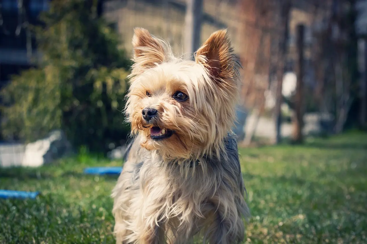 characteristics of small Terrier breeds