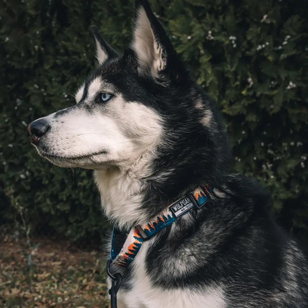 Best Martingale Collar For Siberian Huskies