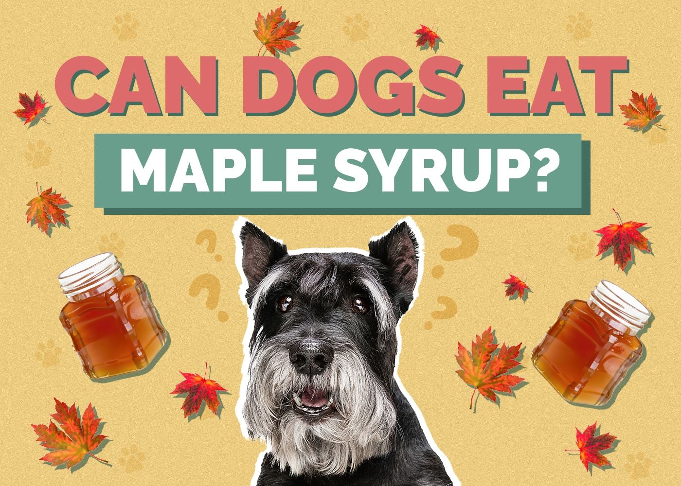 Can Dogs Have Maple Syrup?