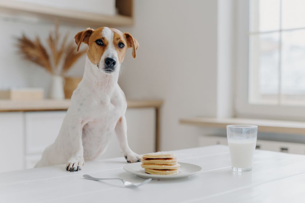 Can dogs eat outlet kodiak cakes