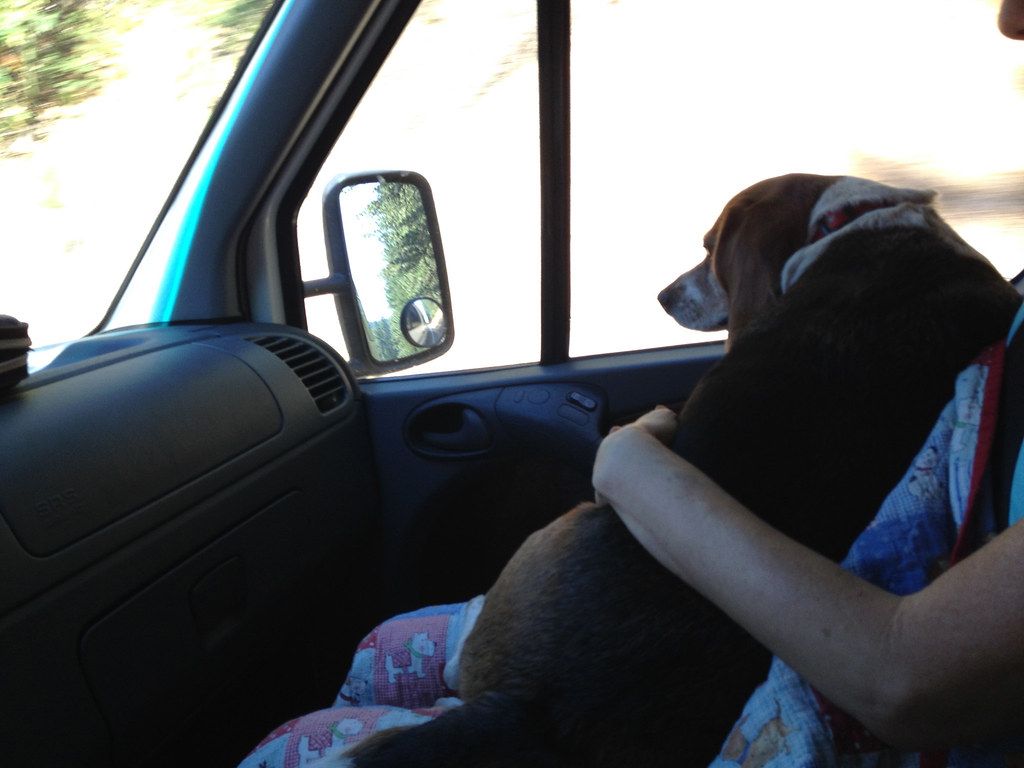 dog friendly car rental