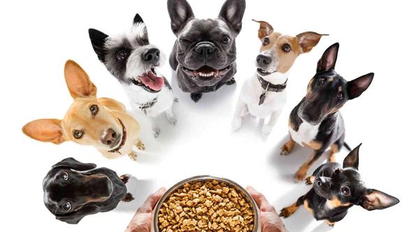 Food Aggression in pet dogs