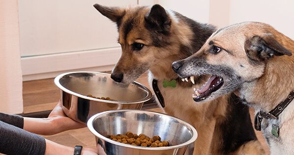 Dogs Food Aggression