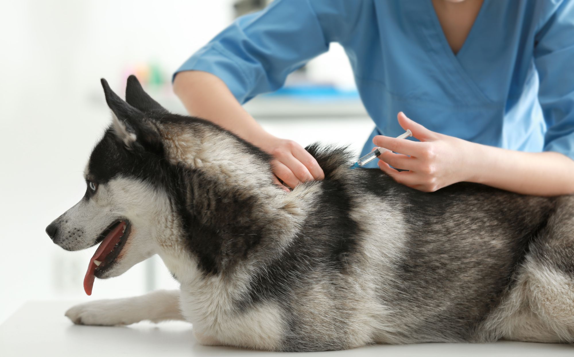 Rabies Vaccine for Dogs