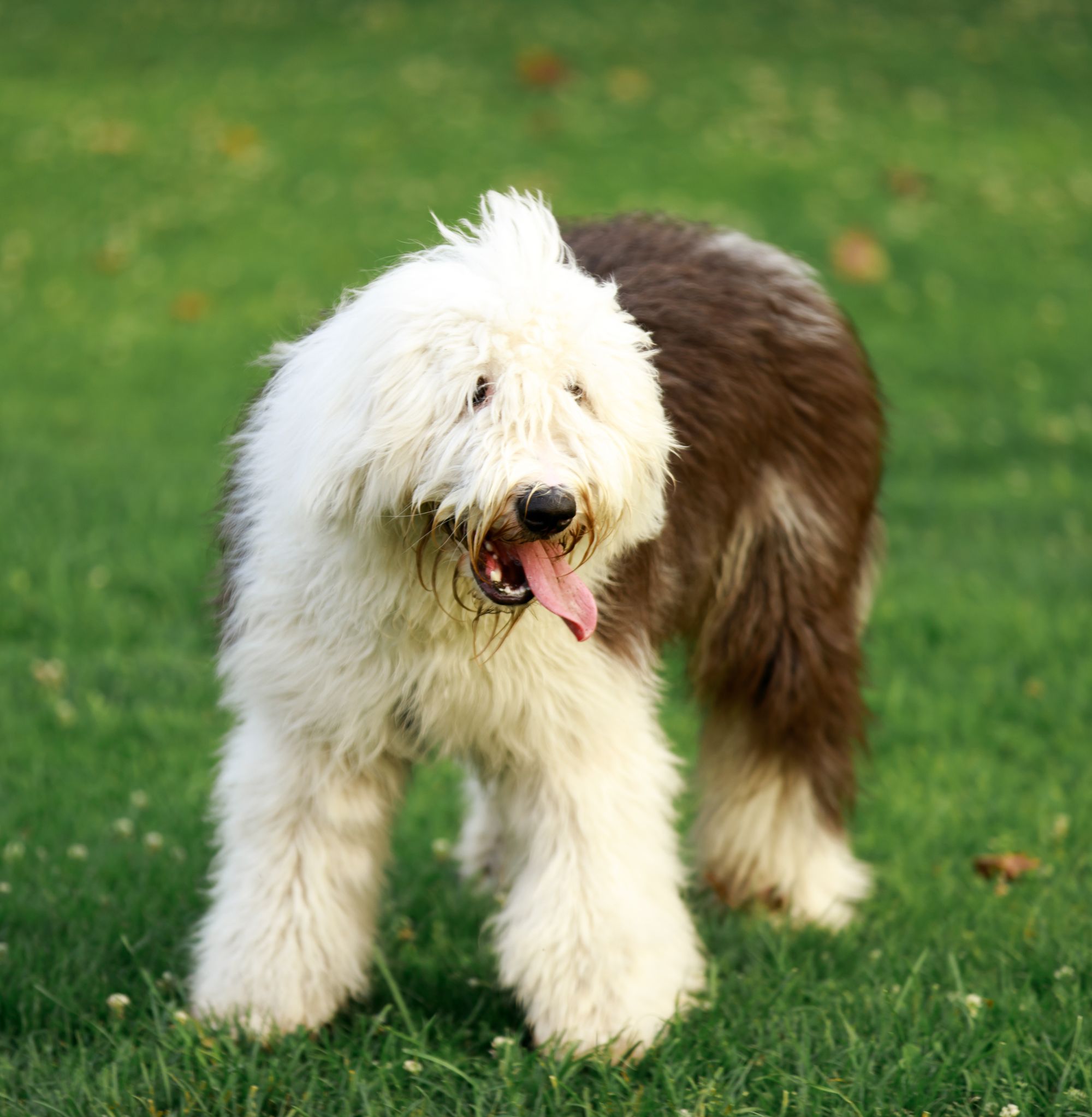 Old English Sheepdog standing on grass