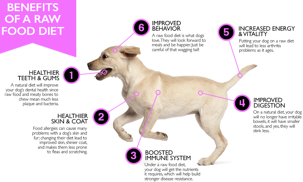 Benefits of a raw dog food diet