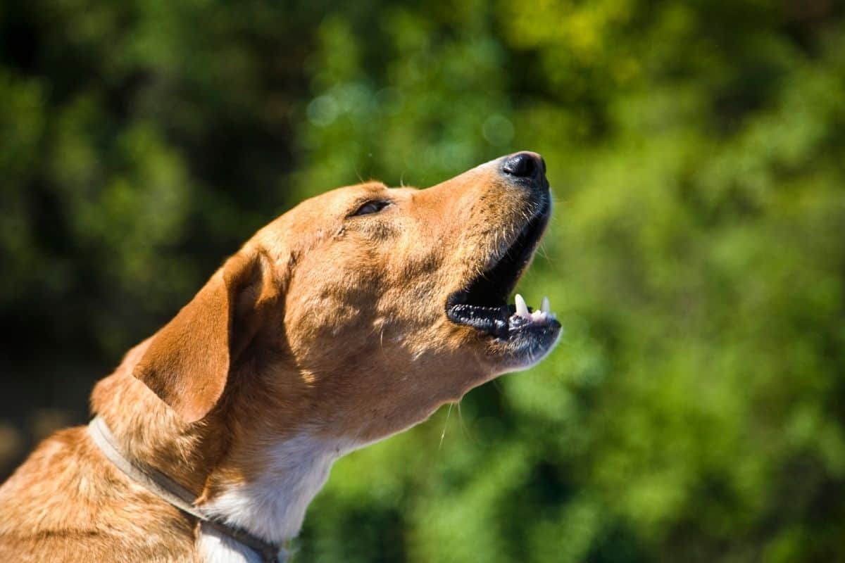 what is the best dog collar to stop barking?