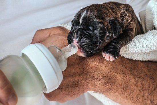 Bottle Feeding and Puppy