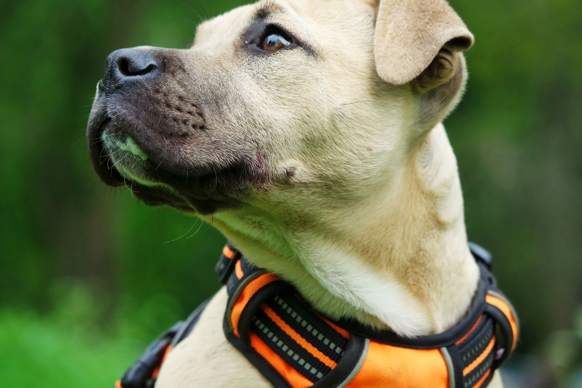 what is a breakaway dog collar
