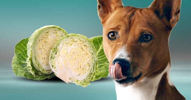 Can Dogs Consume Cabbage?