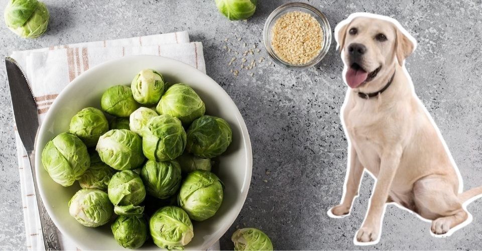 Brussel sprouts shop ok for dogs