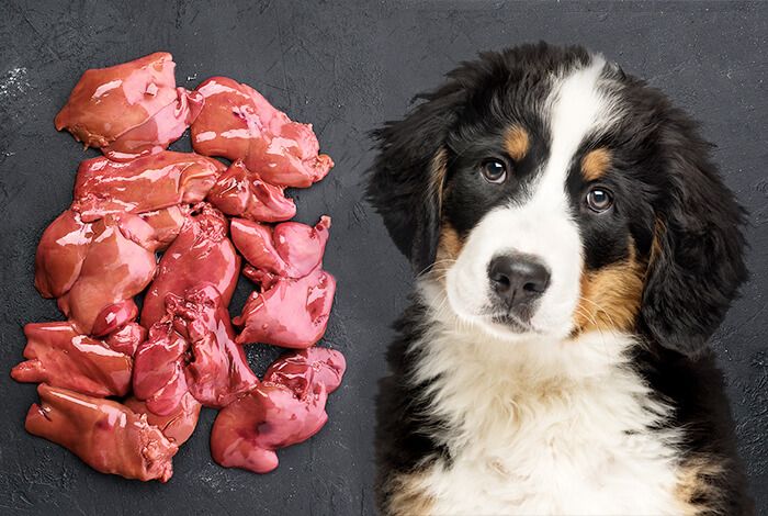 can-my-dog-eat-liver-pros-and-cons