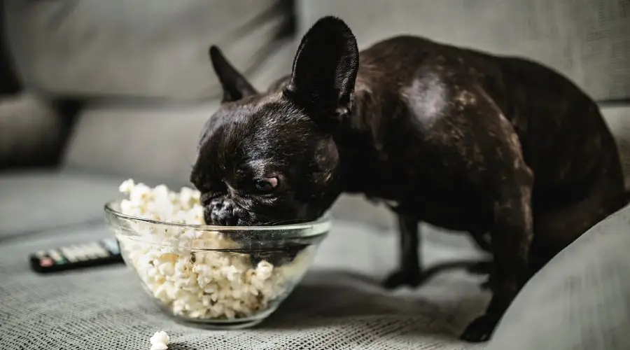 can dogs have kettle corn