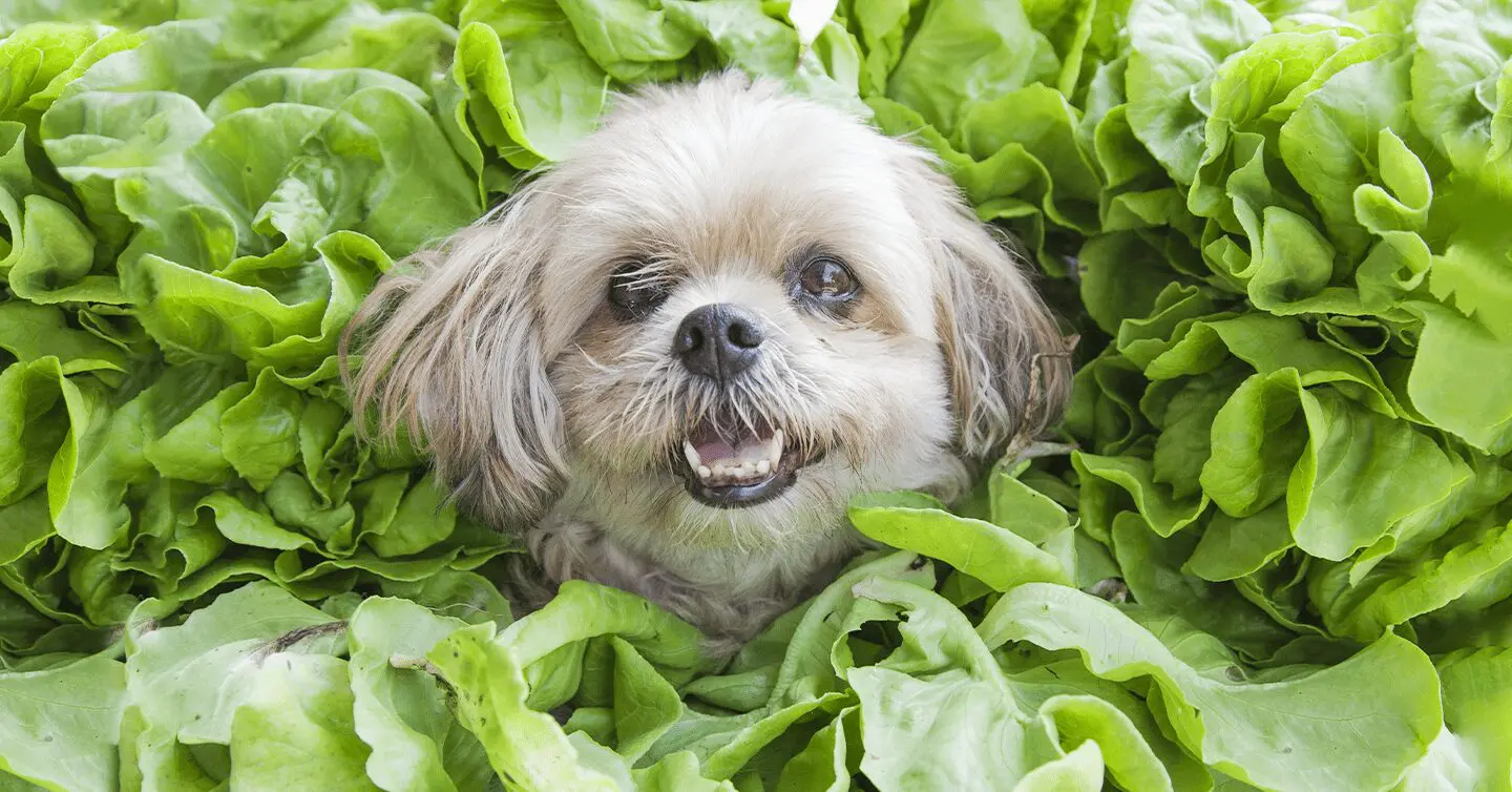 dogs in spinach leaf