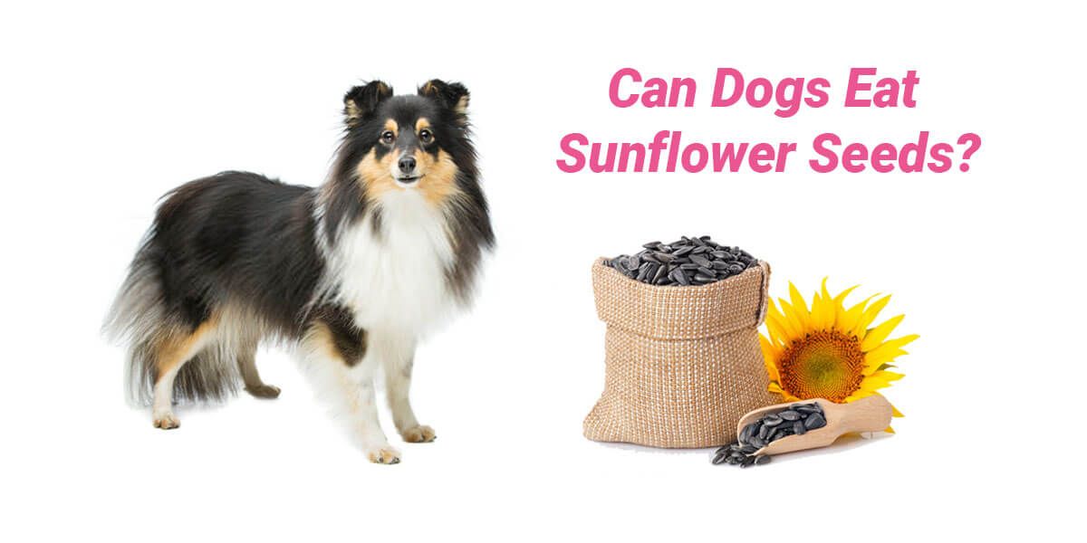 Can Dogs Eat Sunflower Seeds?