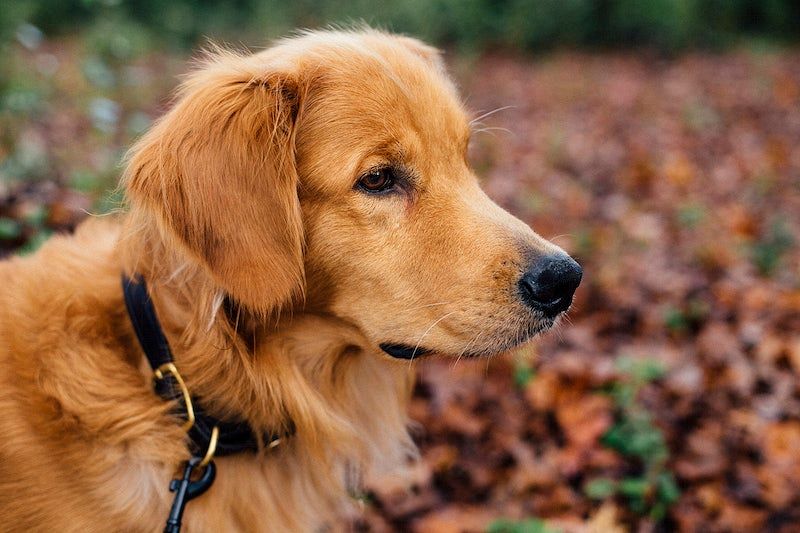 how to put a collar on a dog