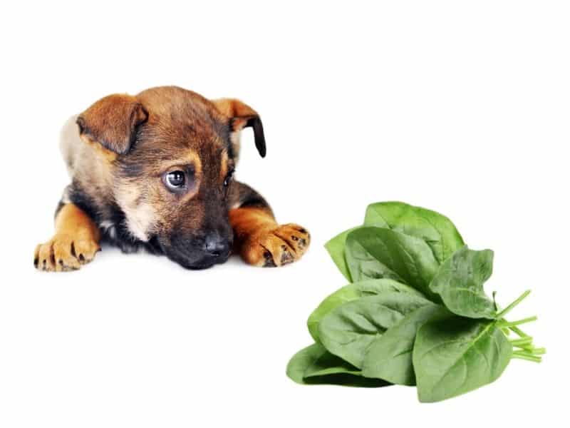 dogs and spinach
