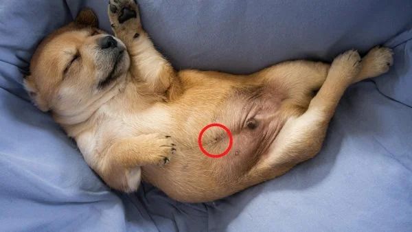 Dogs Belly Buttons