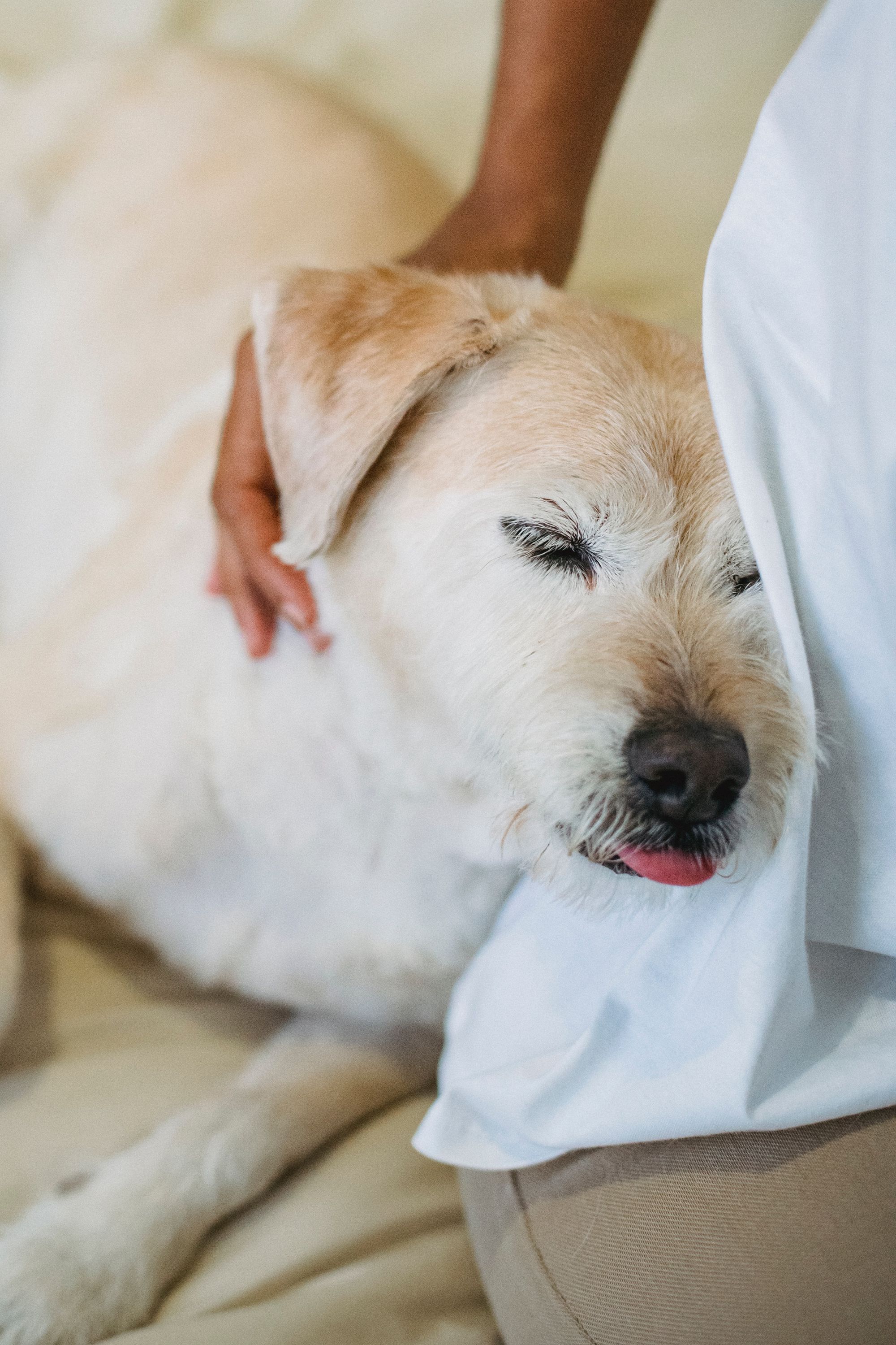 dog chiropractic care