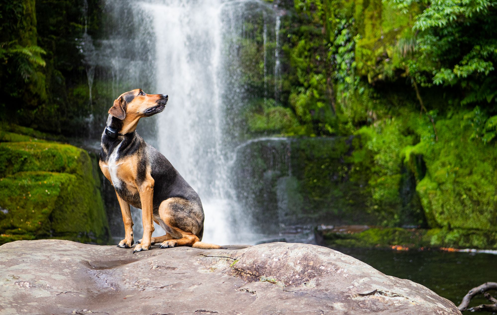 Dog-Friendly Hiking Trails with Waterfalls