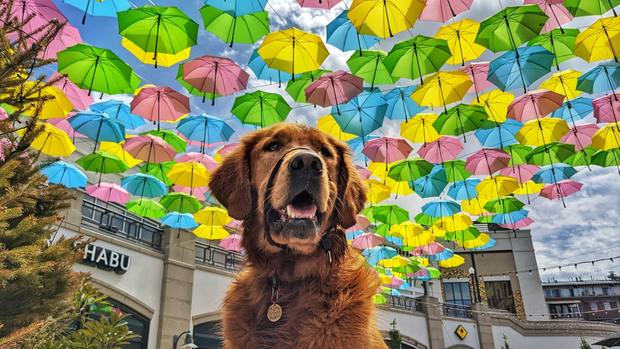 Dog-Friendly Places in Salt Lake City