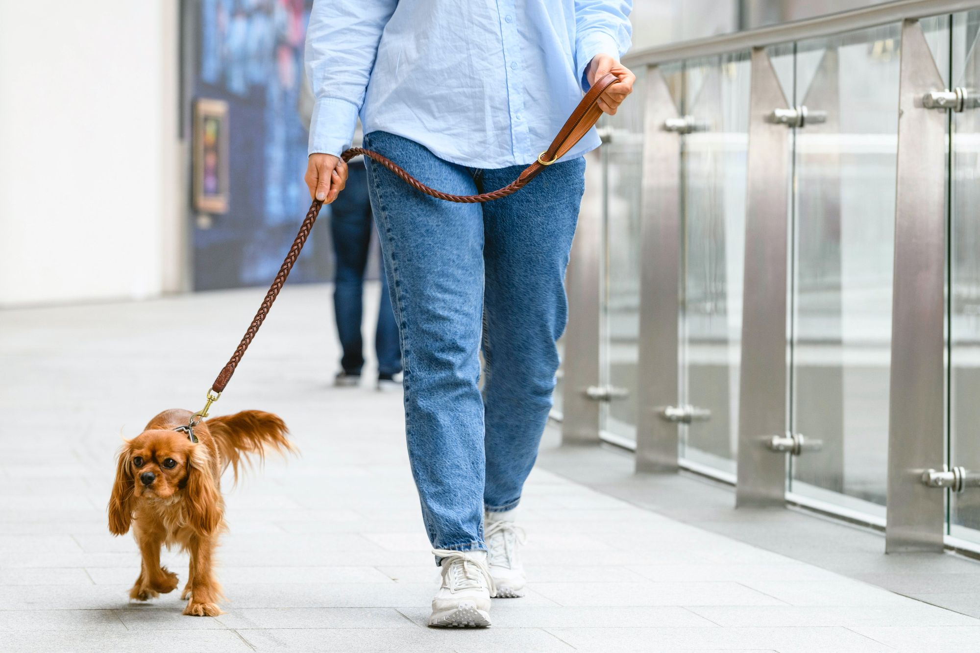 Dog-Friendly Shopping Centers in Miami