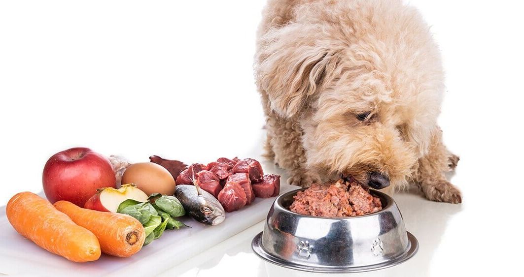 Benefits of.a raw dog food diet