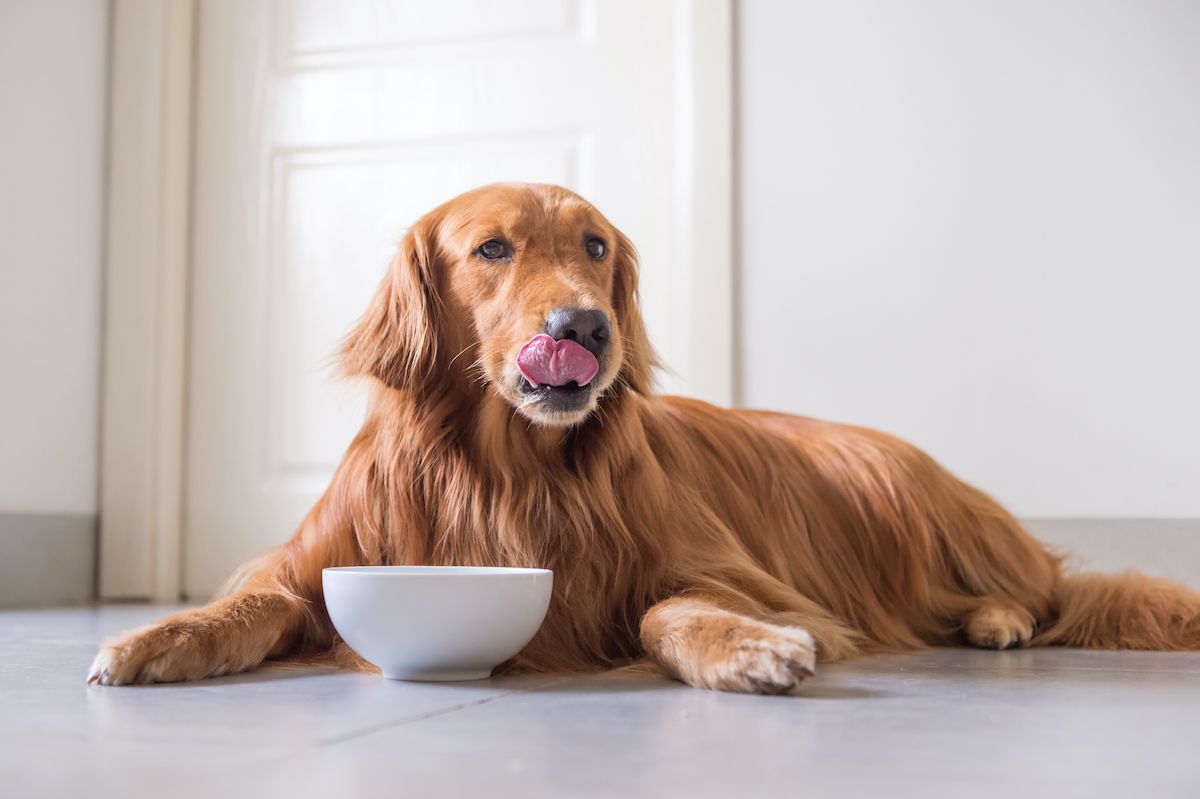 Can dogs eat yogurt