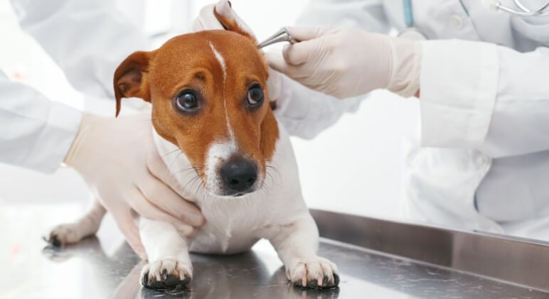 veterinary check-up of a dog
