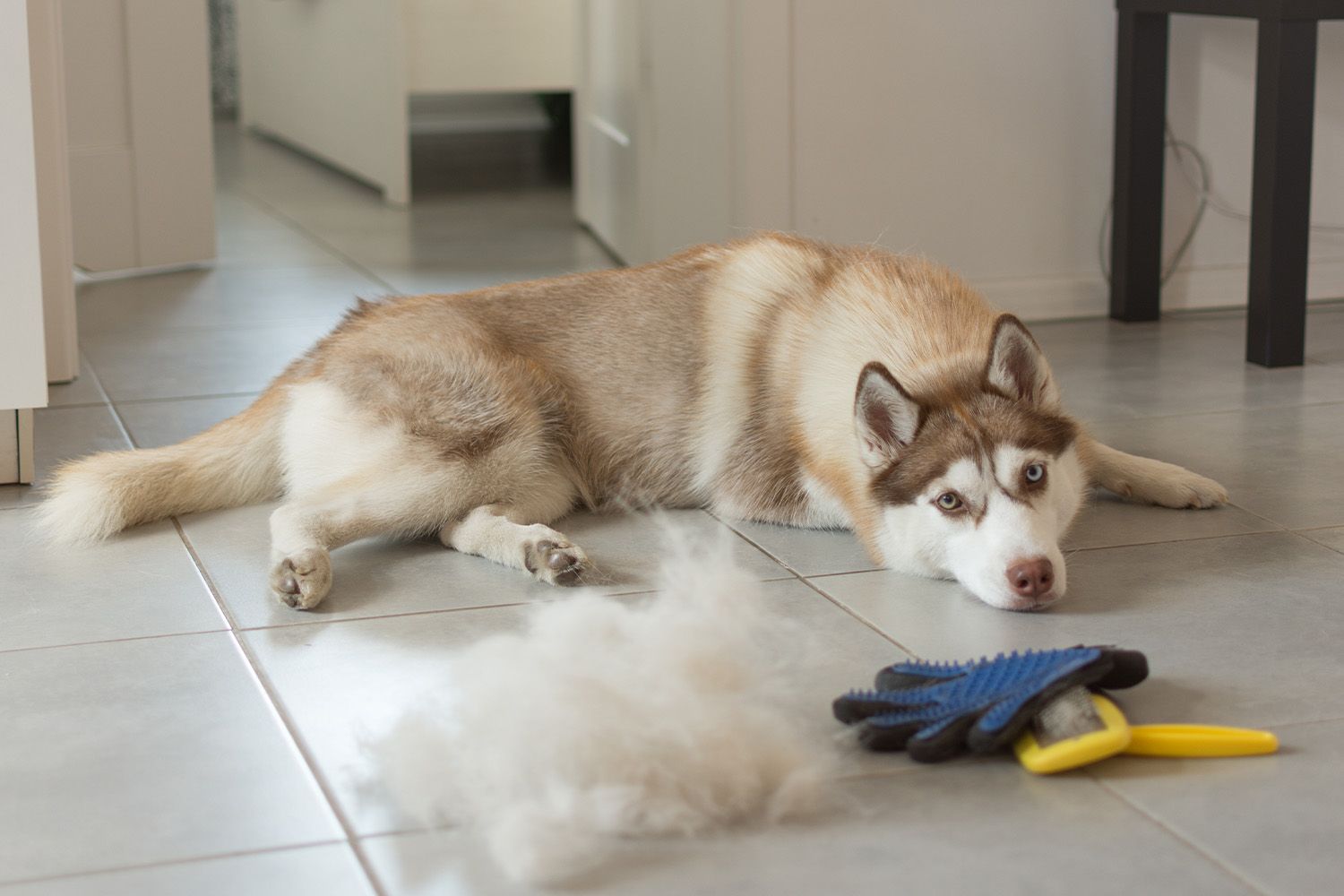 Dog Fur vs. Hair
